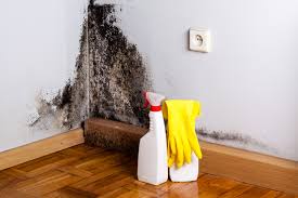 Mold Remediation for Rental Properties in Camp Verde, AZ